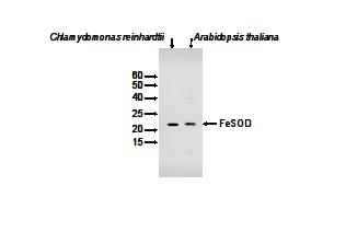 Western blot using anti-FeSOD antibodies